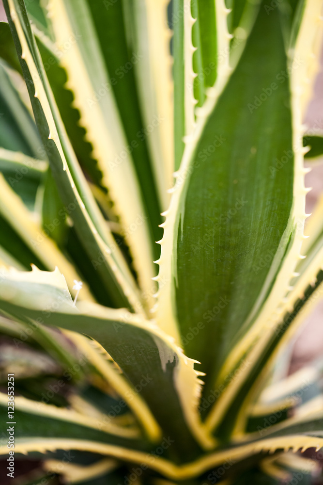 Obraz premium Agave Americana marginata-aurea, plant in botanical garden