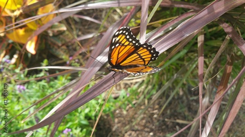 Monarch butterfly on blade of red grass