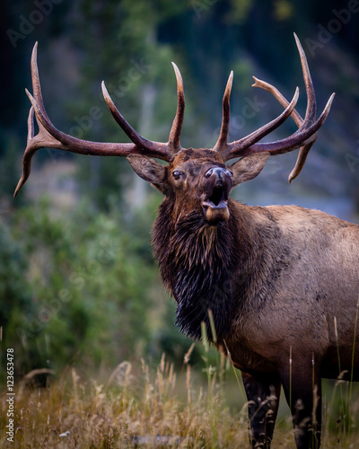  Bugle Boy 2  Rocky Mountain National Park in Colorado is home to many amazing animals. The sun was just coming up and I found myself in the path of this intimidatingly large bull elk. 