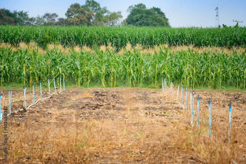green field of corn with water system green field of corn with water system