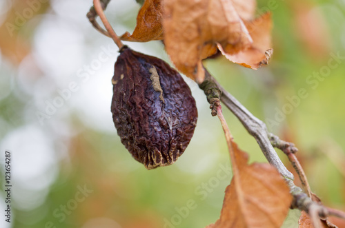 Prune abimée
