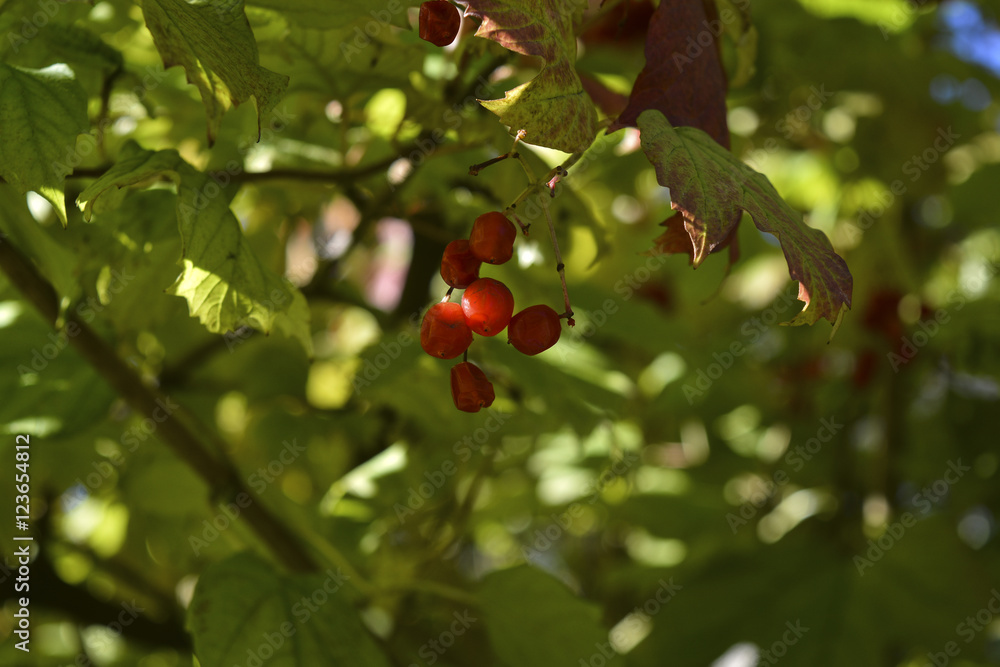 красные ягоды калины