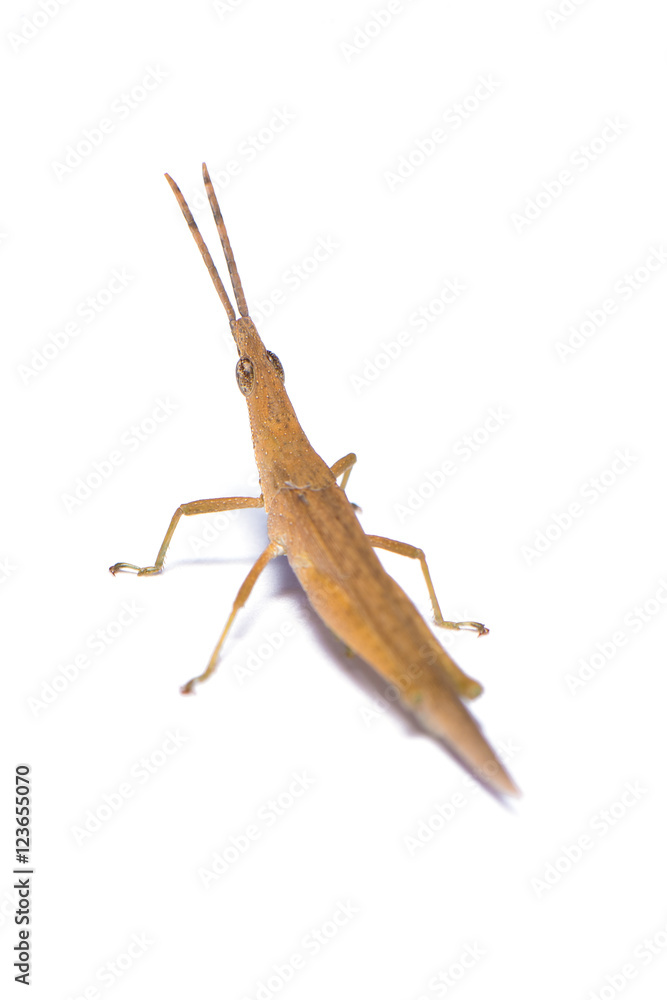 The grasshopper isolated on the white background.