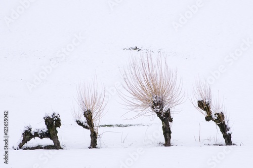 Famille d'arbres dans la neige photo