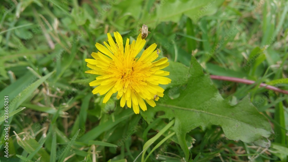 Dandelion with small insects on petals Dandelion with small insects on petals