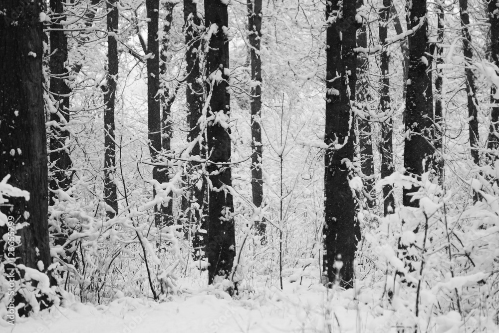 Snowing landscape in the park