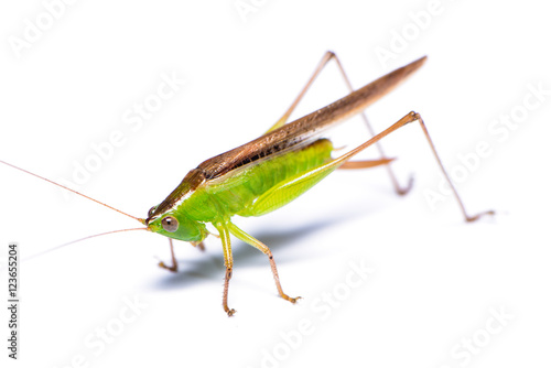 The grasshopper isolated on the white background.