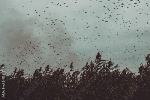 bunch of Birds flying close to cane in a dark sky- vintage style black and white