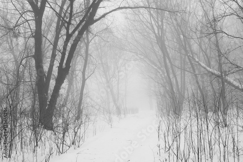 Winter foggy landscape in the park