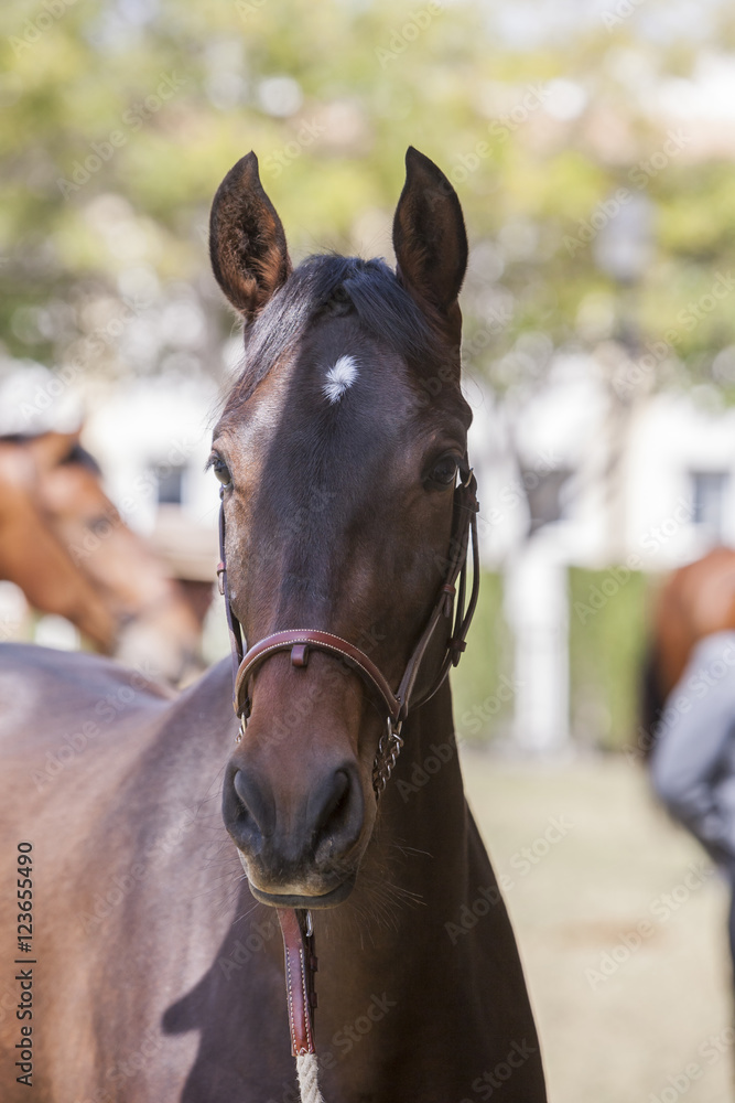 Detail of the head of a purebred Spanish horse