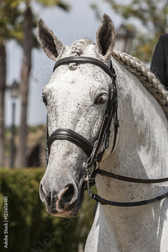 Detail of the head of a purebred Spanish horse