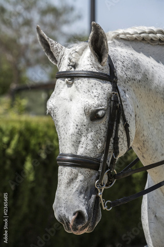 Detail of the head of a purebred Spanish horse © Felipe Caparrós