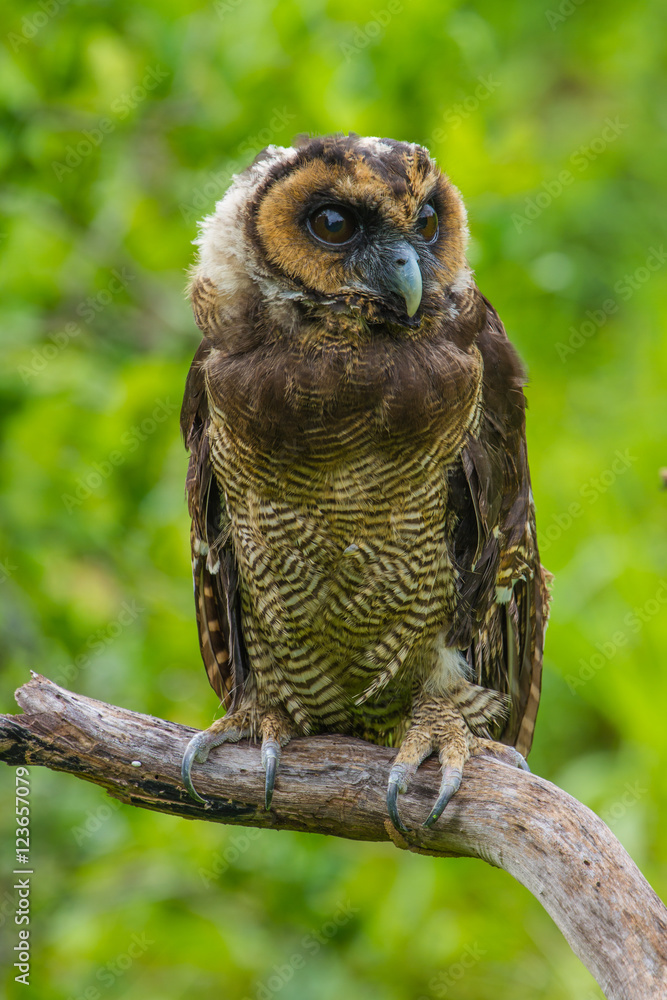 Asian Brown Wood Owl Asian Brown Wood Owl