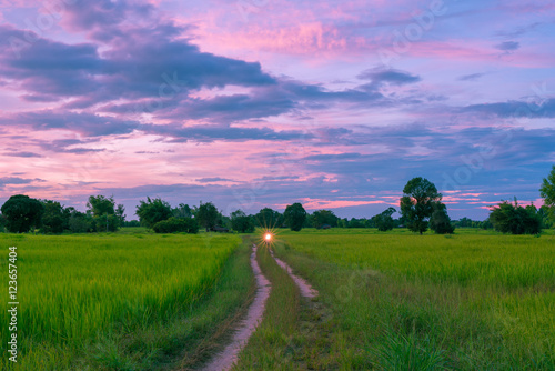 Fresh terrace rice field with light from motorcycle headlight and beautiful evening sky clouds on countryside. - beautiful twilight sky cloud on rice field 
