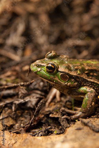 Southern Bell frog also known as the Growling Grass Frog Litoria Raniformis 