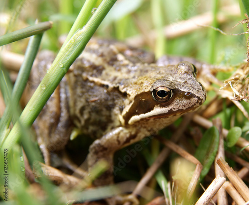 Wild common Frog (Rana temporaria) 