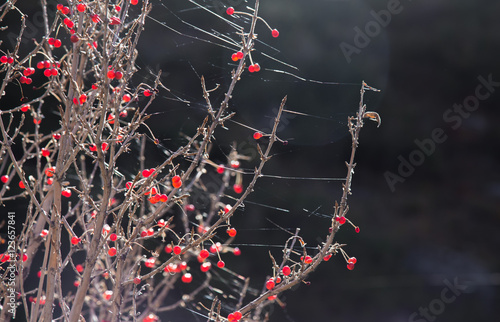 lots of red berries on the branches in the wild