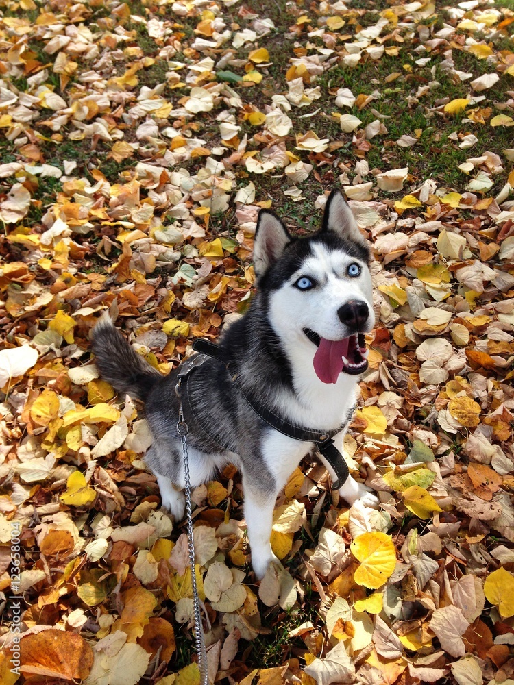 Photograph of a Siberian husky sitting on autumn leaves Photograph of a Siberian husky sitting on autumn leaves