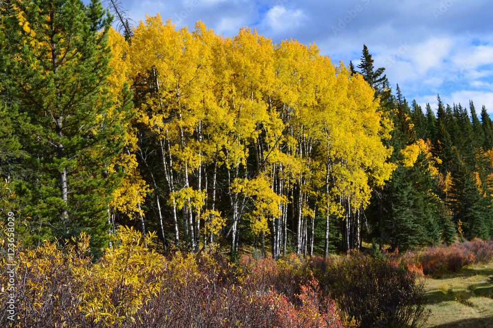 Obraz premium Autumn Poplar