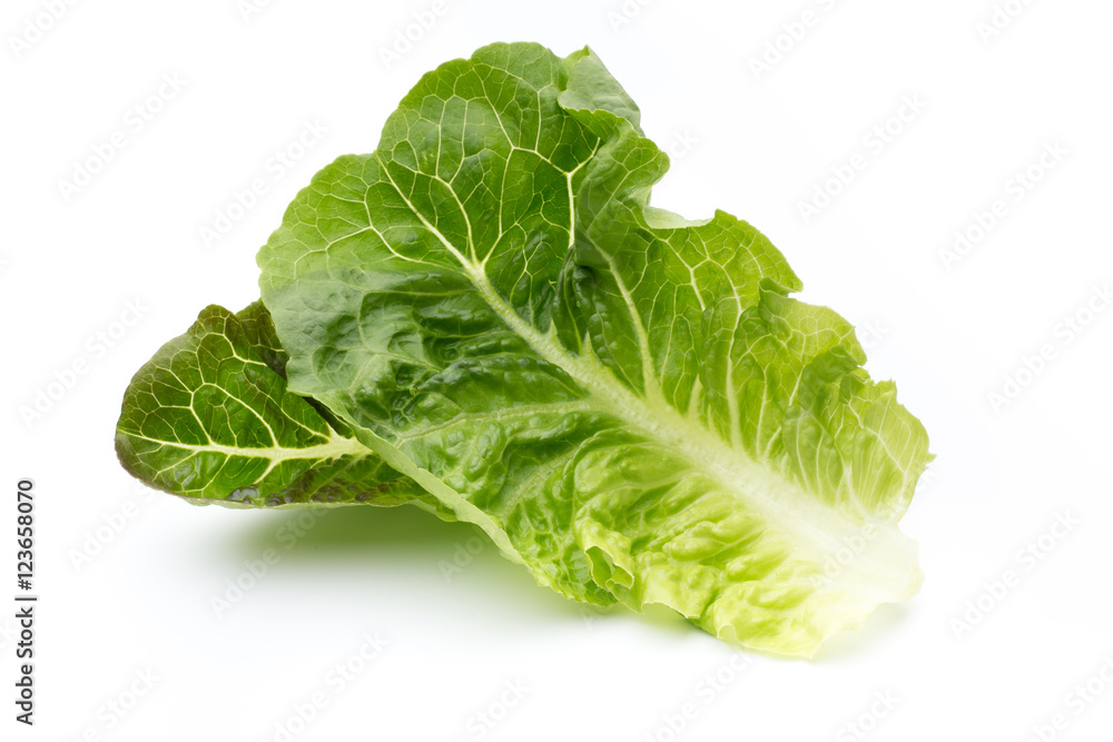 Oak Leaf lettuce isolated on white background. Oak Leaf lettuce isolated on white background.
