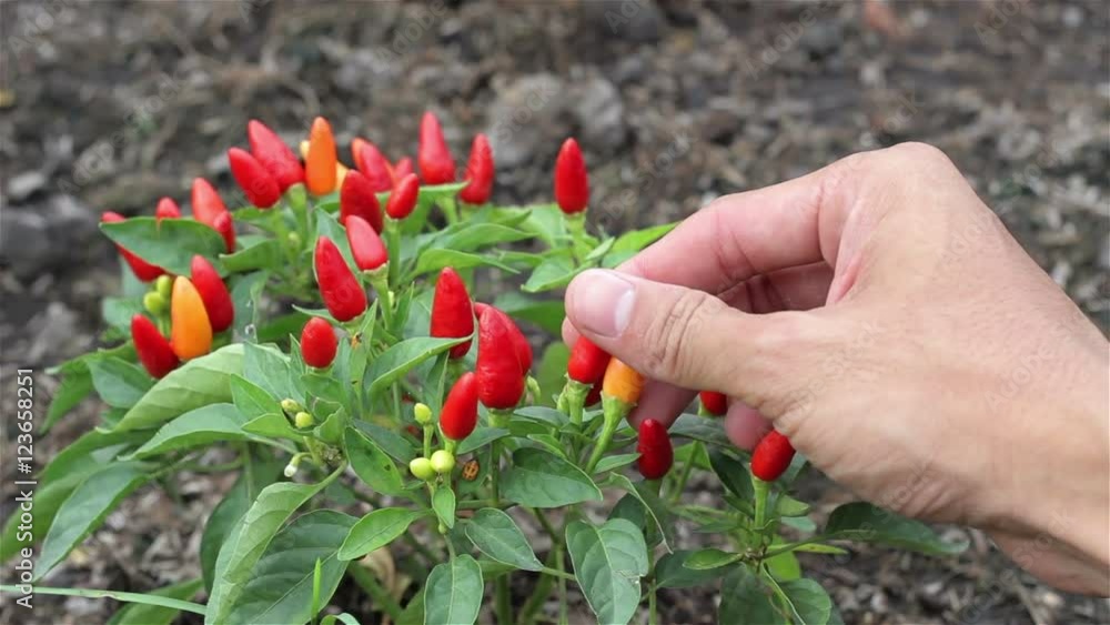 red chili pepper on tree red chili pepper on tree
