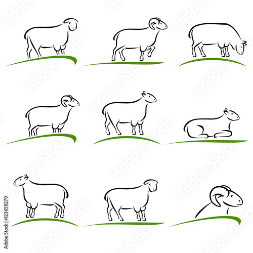 Sheep and lamb set. Vector