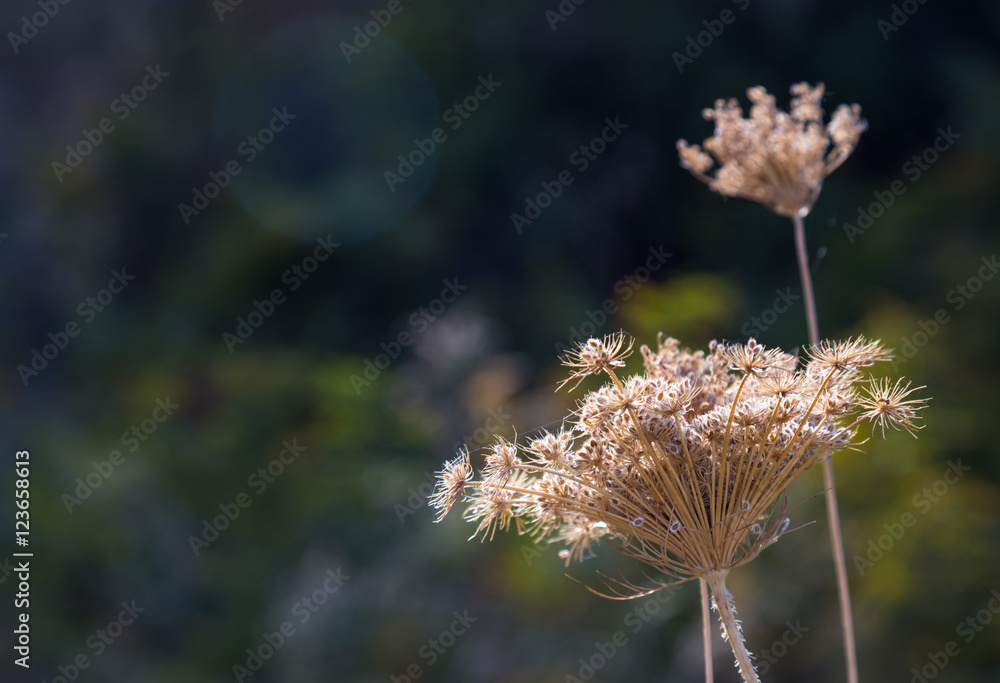 dried dill flowers in the wild on a dark background illuminated by sunlight dried dill flowers in the wild on a dark background illuminated by sunlight