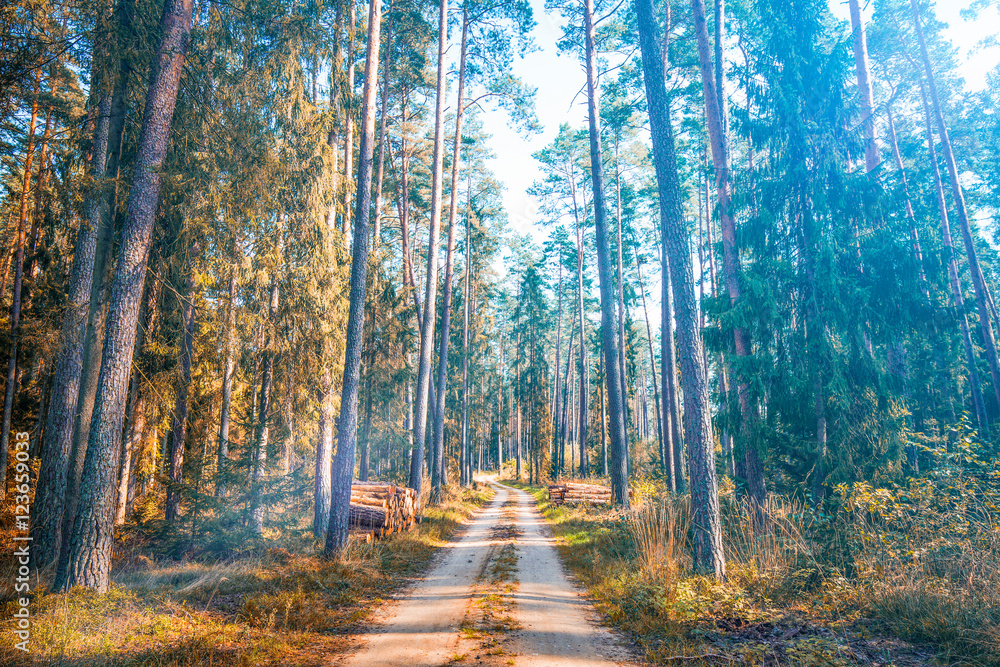 Fototapeta premium Forest concepts.