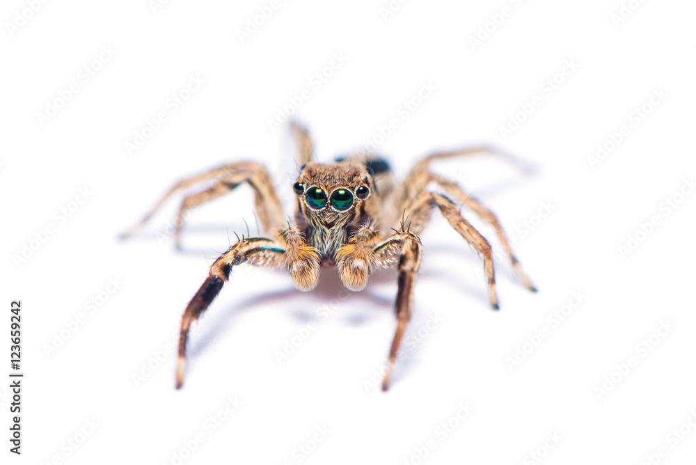 The hairy spider isolated on the white background.