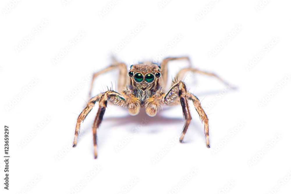 The hairy spider isolated on the white background. The hairy spider isolated on the white background.