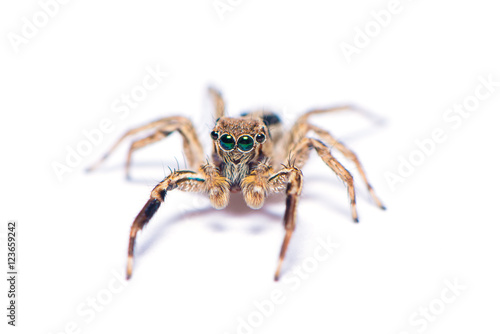 The hairy spider isolated on the white background. © phichak