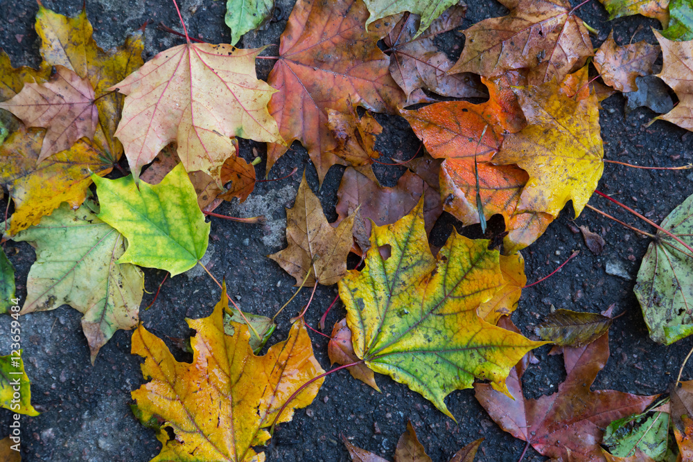 multicolor  maple leaves on ground