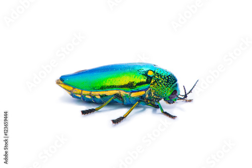 Jewel beetle isolated on the white background.