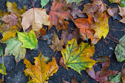 multicolor maple leaves on ground