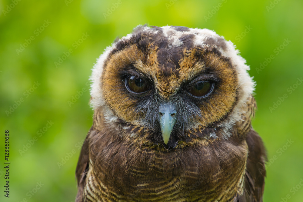 Obraz premium Asian Brown Wood Owl