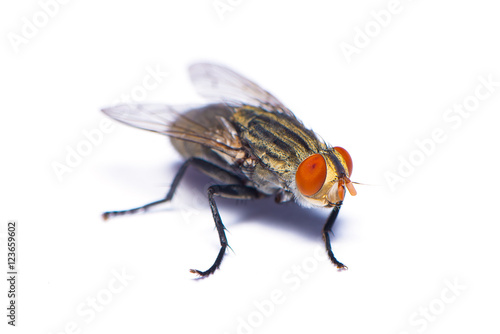The housefly isolated on the white background.