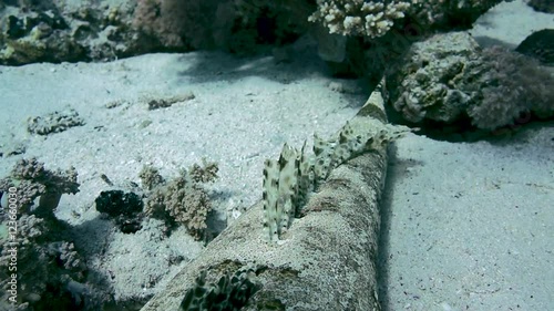 Tentacled flathead in the Red Sea, Egypt photo