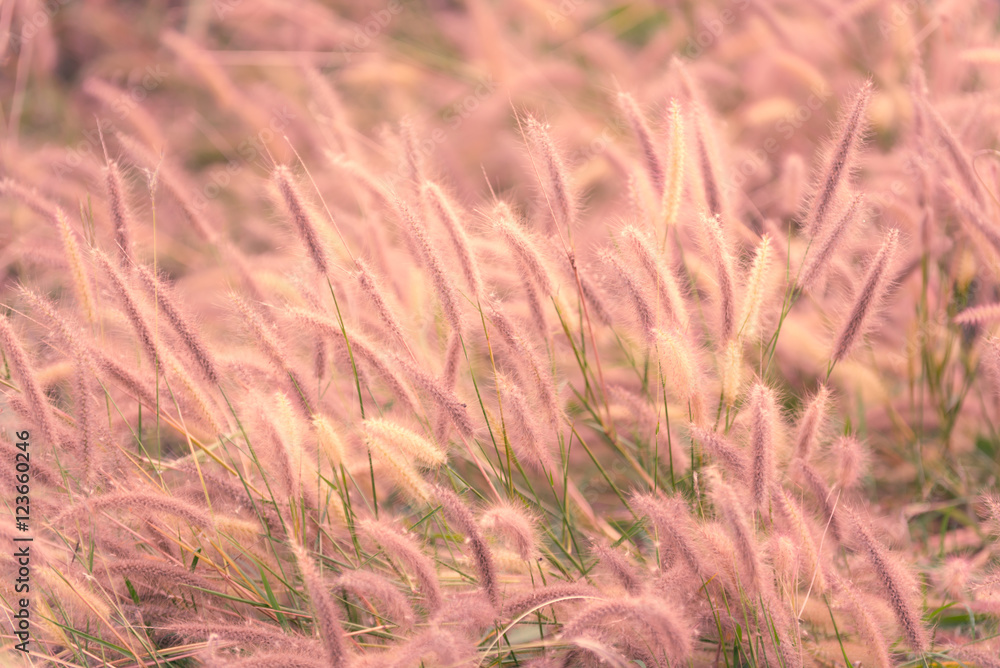 Flowers grass blurred bokeh background