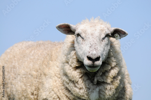 Fototapeta Naklejka Na Ścianę i Meble -  White sheep standing  and looking