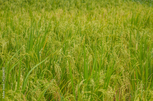 Close-up of green rice field