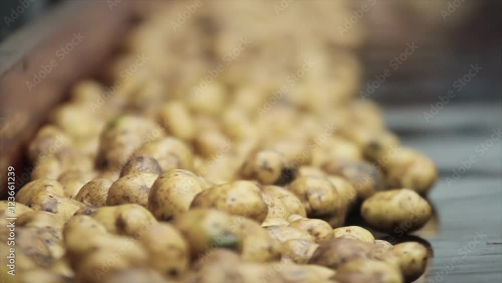 storage and sorting potatoes storage and sorting potatoes