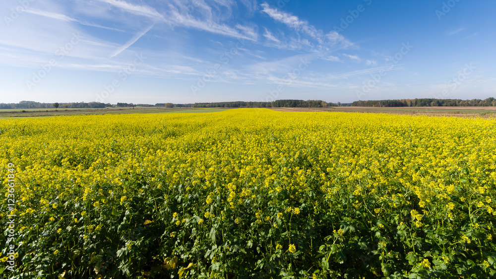 Fototapeta premium Jesienne uprawy