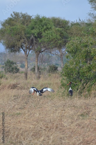 Saddle-billed stork  in mating dance in Mikumi National Park in Tanzania  photo