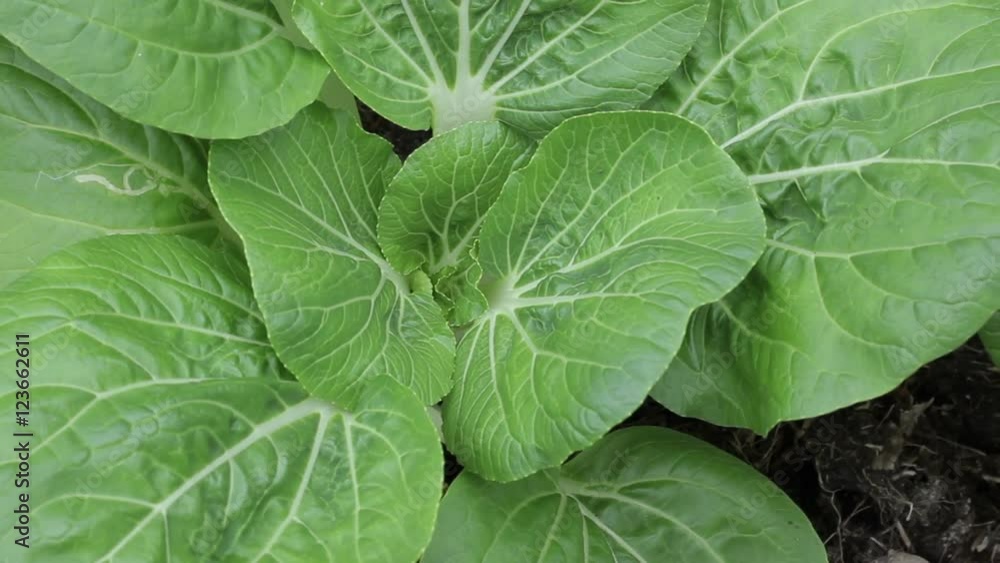 fresh lettuce in a greenhouse fresh lettuce in a greenhouse
