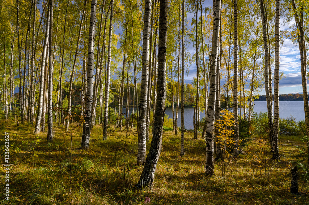 Obraz premium In The Autumn Forest