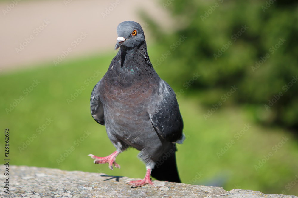 Obraz premium Pigeon grey with a funny disposition. Urban bird dove close. World of wild animals. Bird view on you.