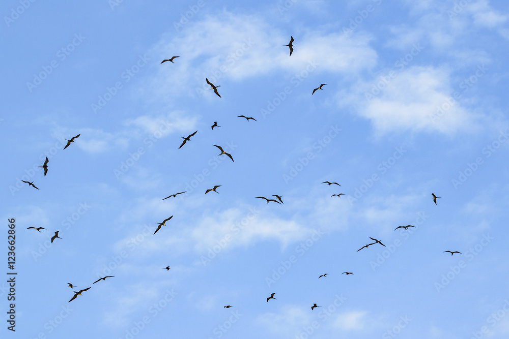 Birds Flying at Blue Sky Santa Elena Ecuador Birds Flying at Blue Sky Santa Elena Ecuador