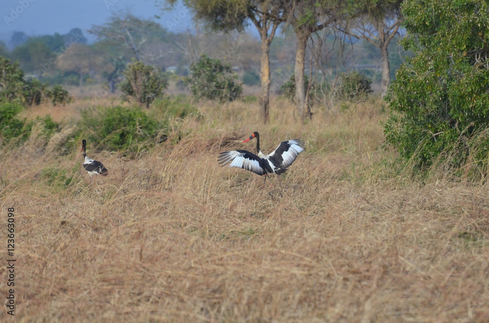 Saddle.billed stork in Mikumi National Park in Tanzania Africa Saddle.billed stork in Mikumi National Park in Tanzania Africa