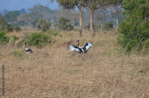Saddle.billed stork in Mikumi National Park in Tanzania Africa 
