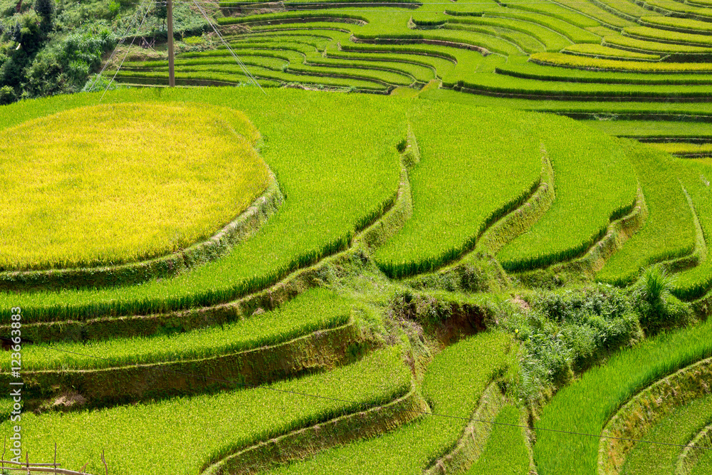 Rice fields at Northwest Vietnam. Rice fields at Northwest Vietnam.